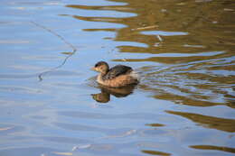 Image of Australasian Grebe