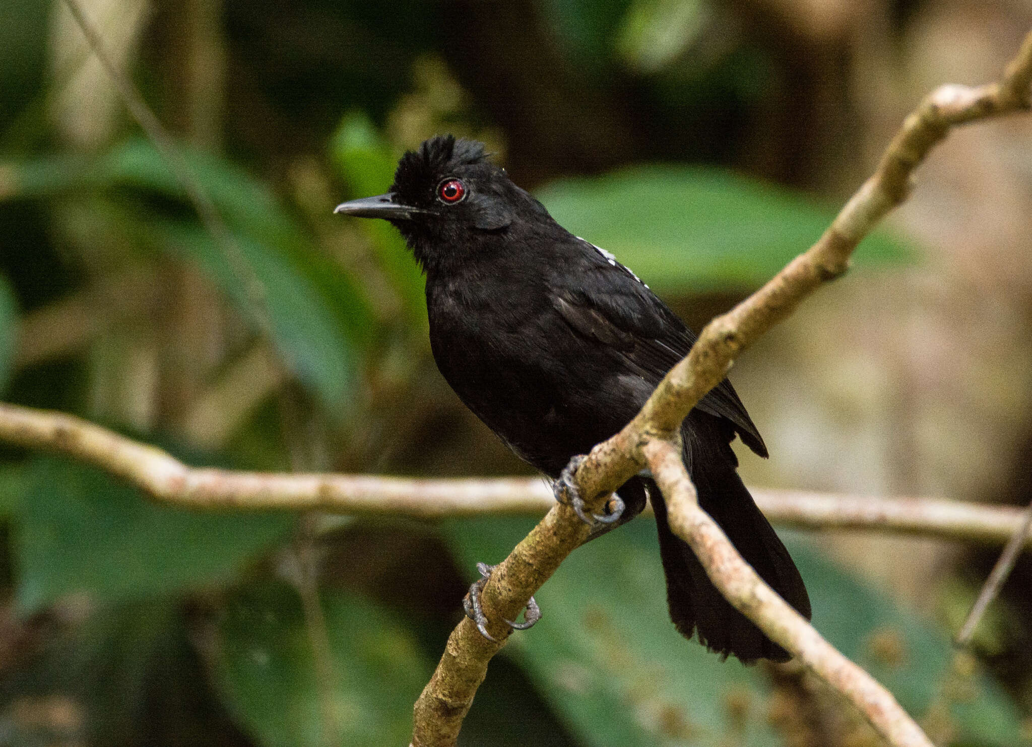 Image of Fringe-backed Fire-eye