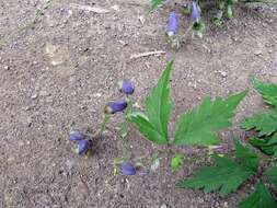 Слика од Aconitum stoloniferum Vorosh.