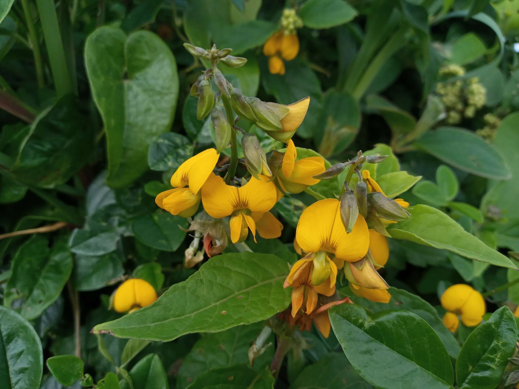 Imagem de Crotalaria vitellina Ker. Gawl.