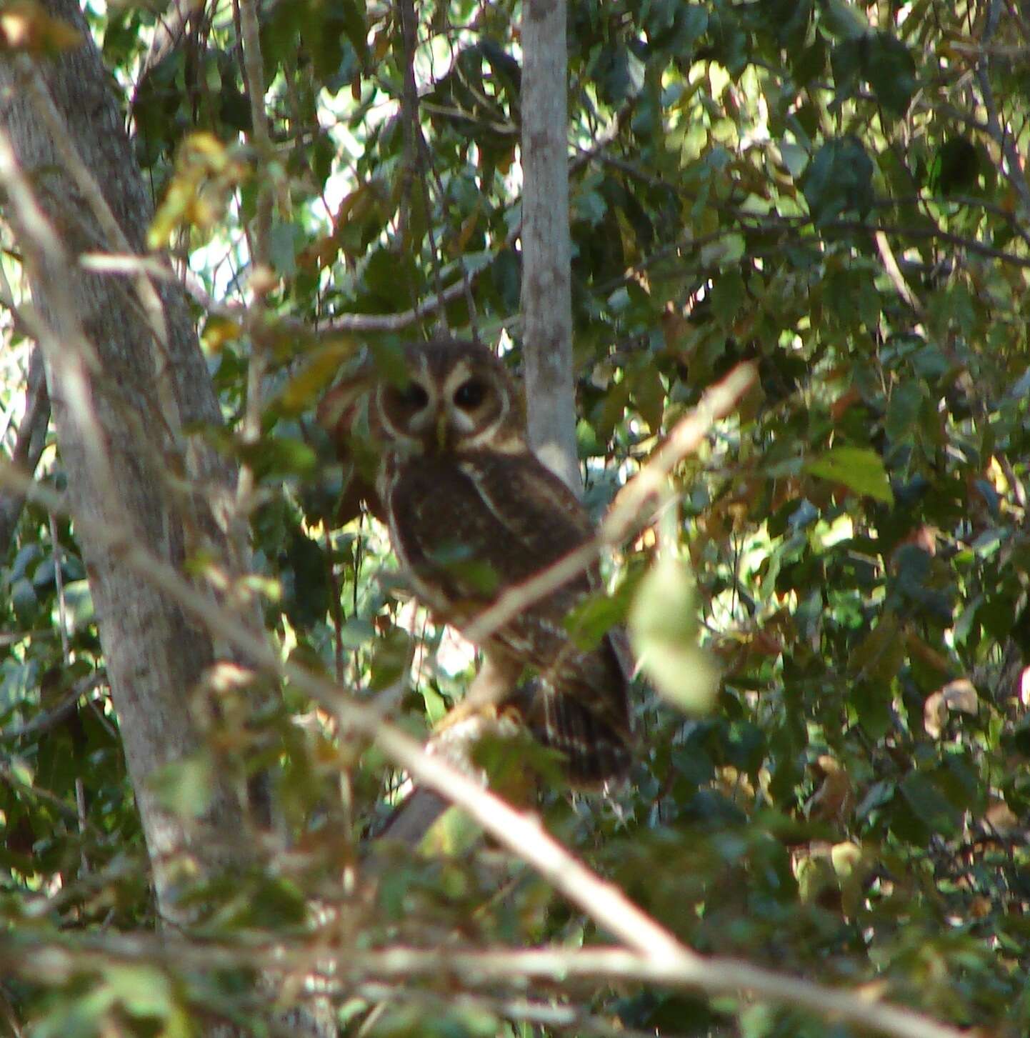 Plancia ëd Strix virgata (Cassin 1849)