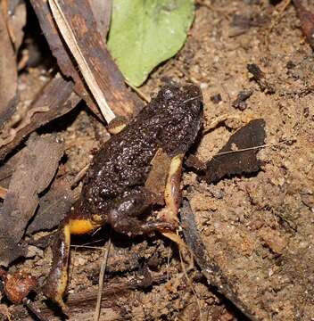 Image of Southern Toadlet