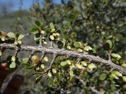 Sivun Diospyros manampetsae H. Perrier kuva