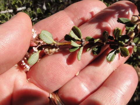 Image of Vail Lake ceanothus