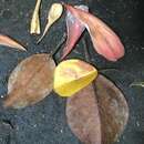 Sivun Ficus crassipes F. M. Bailey kuva