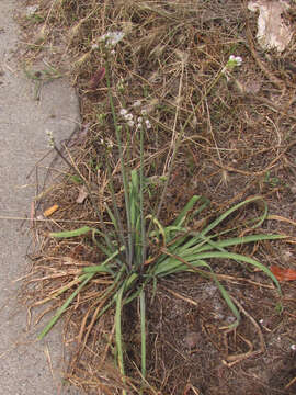 Image of slender false garlic