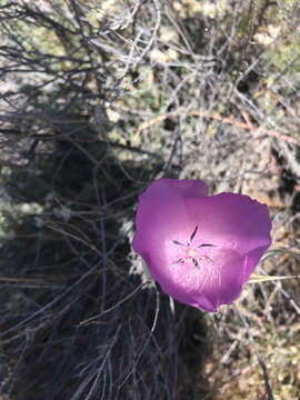 Image of splendid mariposa lily