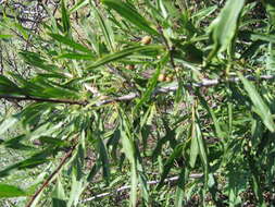 Sivun Rhamnus erythroxylon Pall. kuva