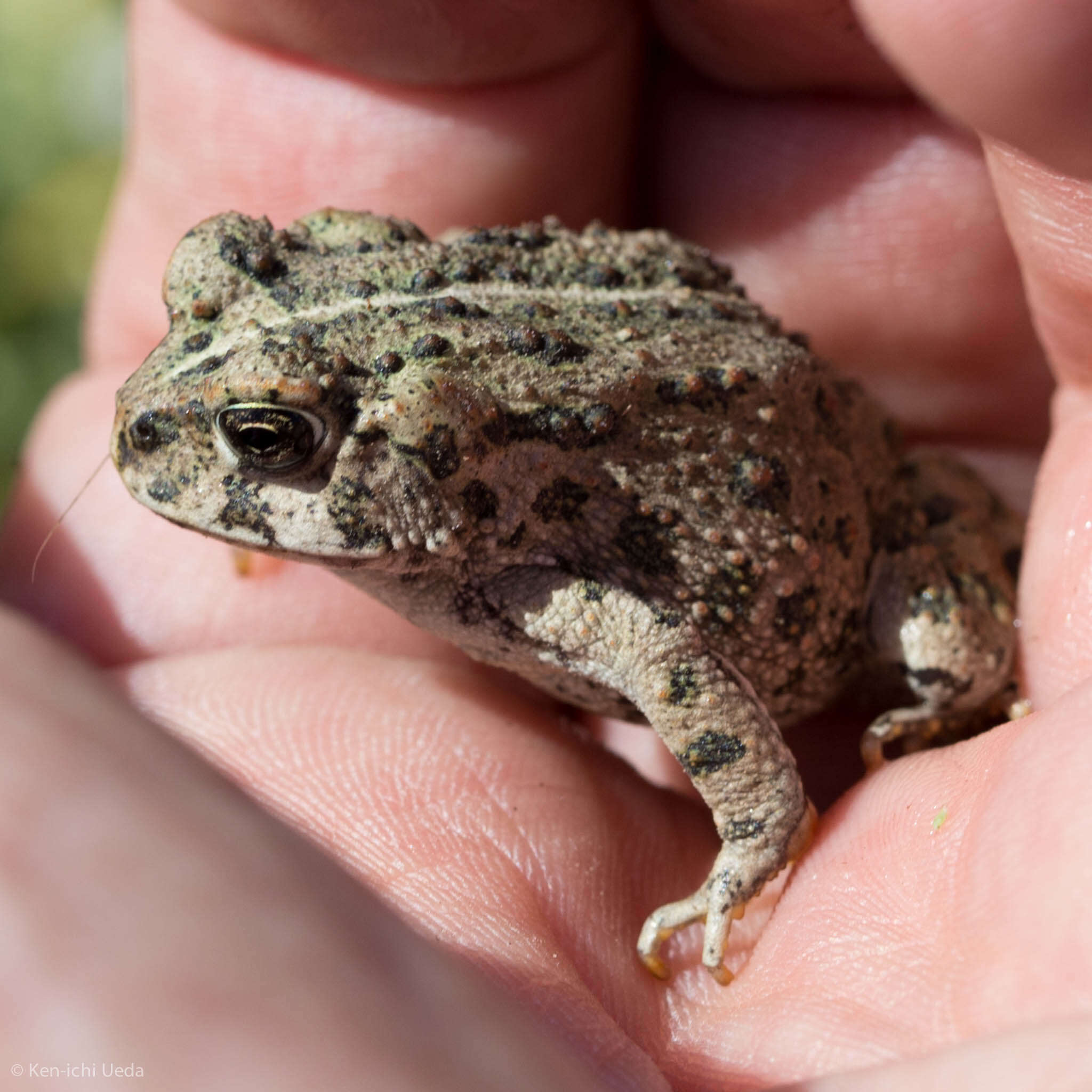 Image of western toad