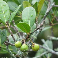 Imagem de Manilkara concolor (Harv.) Gerstner