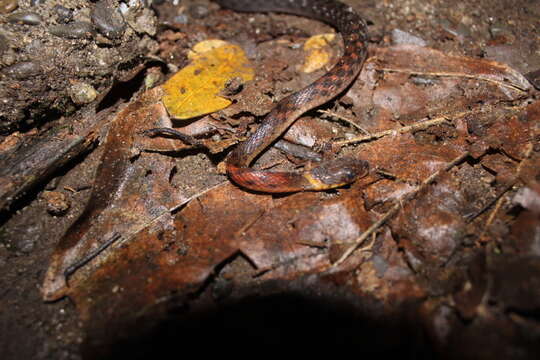 Image of Southern Water Snake