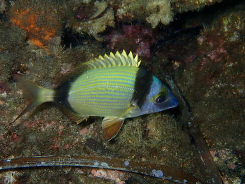 Image of Blacktail Bream