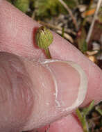 Image of Erigeron cardaminifolius (Kunth) Wedd.