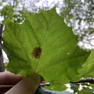 Image of Sycamore Leaf Blotch Miner