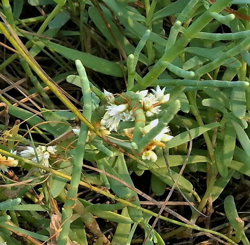 Image of Cuscuta pacifica Costea & M. A. R. Wright