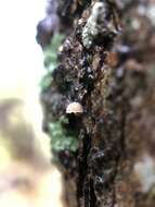 Mycena corticola (Pers.) Gray 1821的圖片