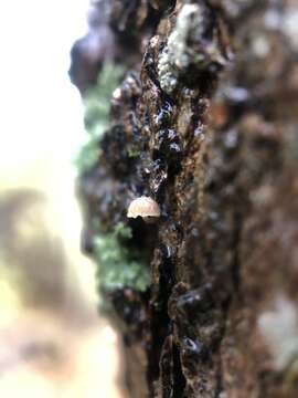 Image of Mycena corticola (Pers.) Gray 1821