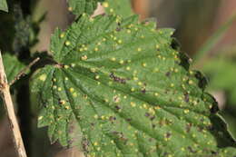 Image of nettle rust (fungus)