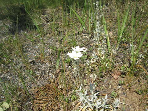 Image of Snow-in-summer