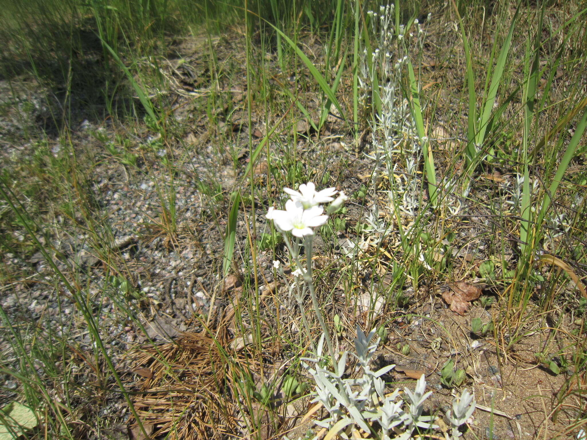 Image of Snow-in-summer