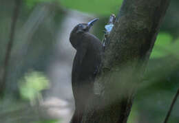 Image of Plain-brown Woodcreeper