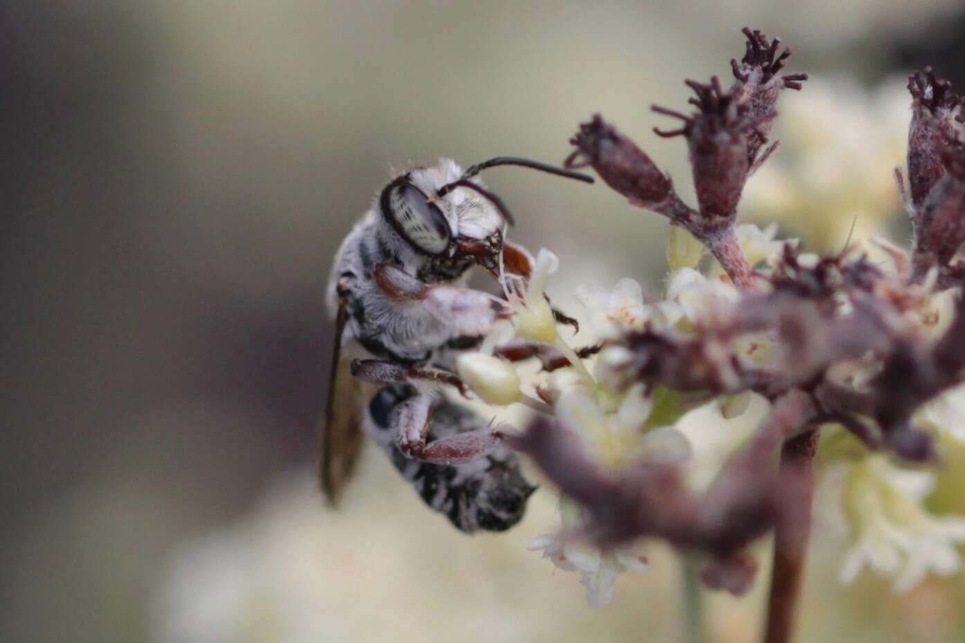 Imagem de Megachile spinotulata Mitchell 1934