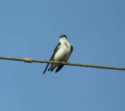 Image of White-rumped Swallow