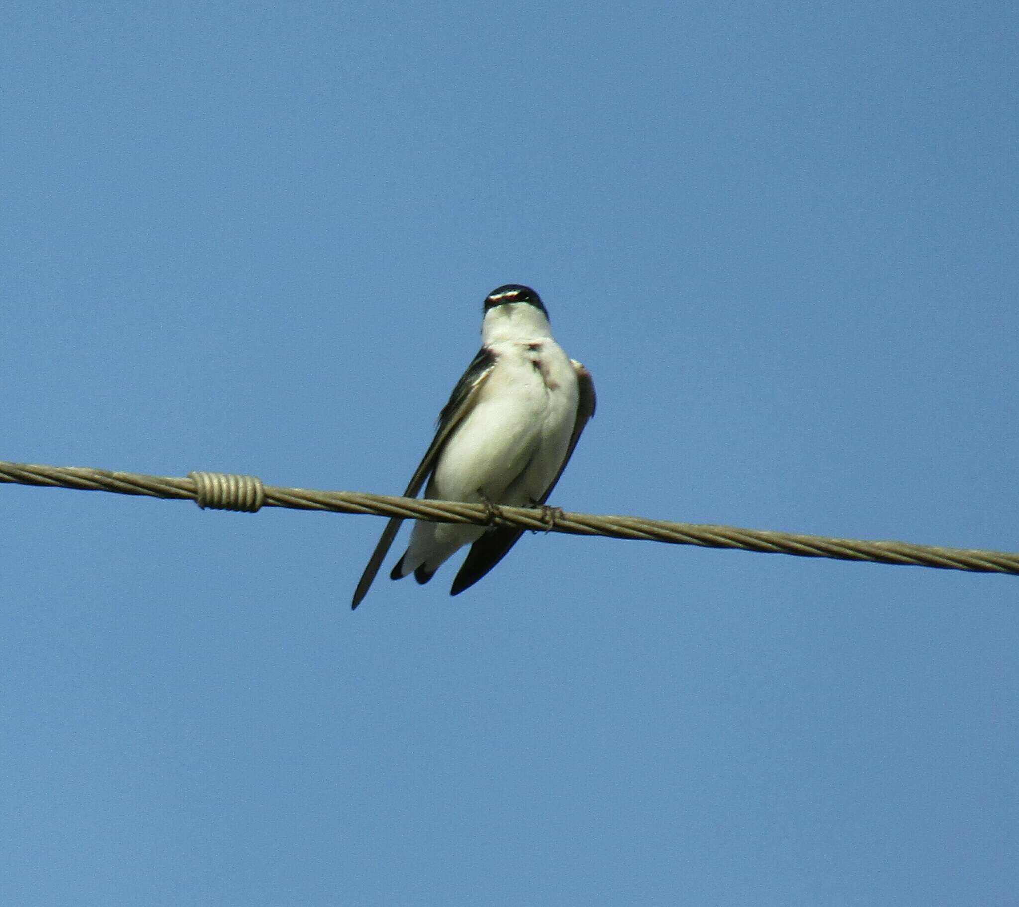 Image of White-rumped Swallow