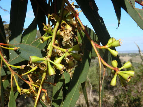 Image of Eucalyptus microcarpa (Maiden) Maiden