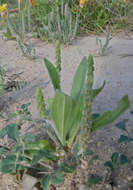 Plantago rhodosperma Decne.的圖片