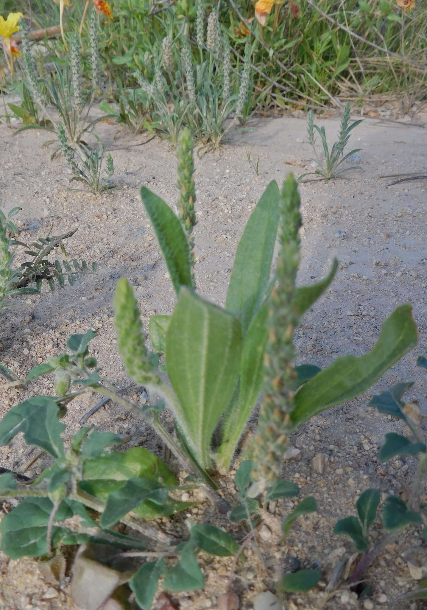 Plantago rhodosperma Decne.的圖片