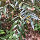 Sivun Berberis eurybracteata subsp. ganpinensis (H. Léveillé) kuva