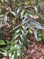 Image of Berberis eurybracteata subsp. ganpinensis (H. Léveillé)