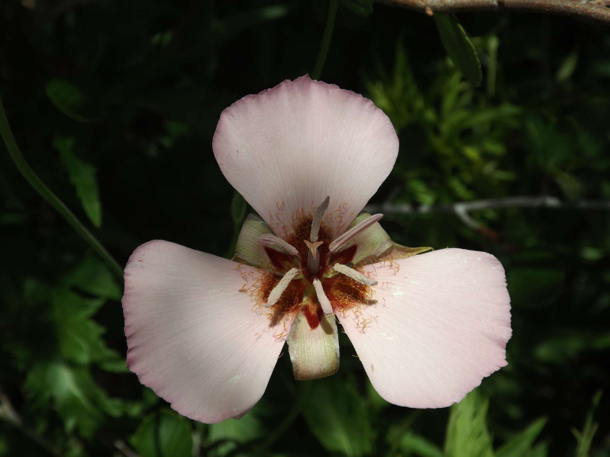 صورة Calochortus palmeri var. palmeri