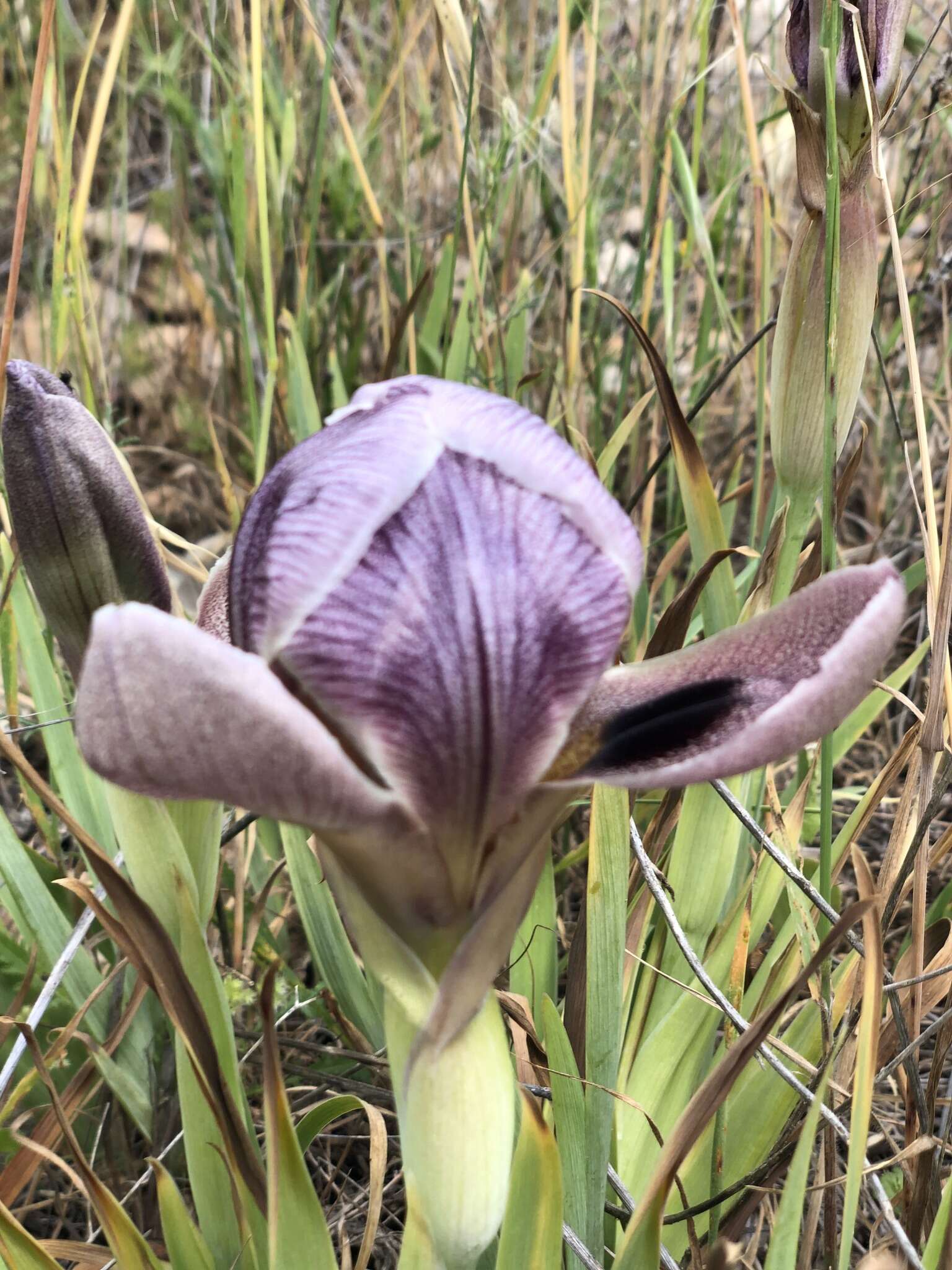 Image of Gilboa Iris