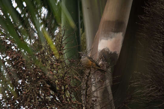 Image of Rufous-bellied Thrush