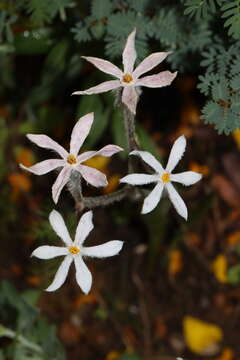 Image of Tribonanthes longipetala Lindl.