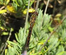 Image of Ranger Dragonfly