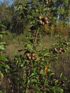 Plancia ëd Pyrus pyrifolia (Burm. fil.) Nakai