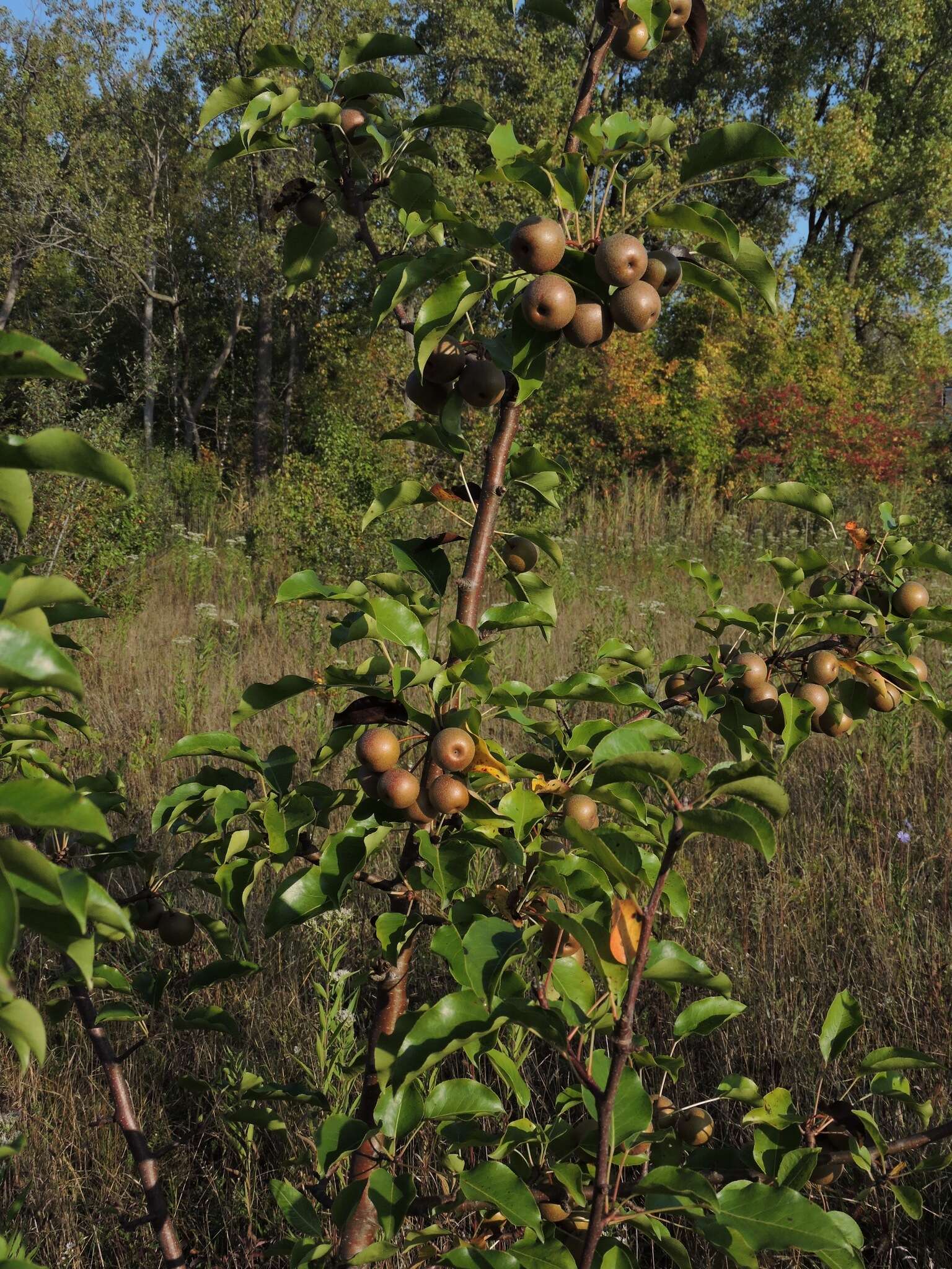 Image of Chinese pear