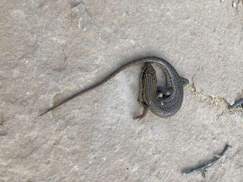 Image of Short-necked Skink