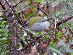 Regulus ignicapilla ignicapilla (Temminck 1820) resmi