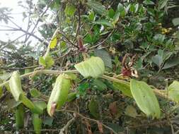 Imagem de Passiflora bogotensis Benth.