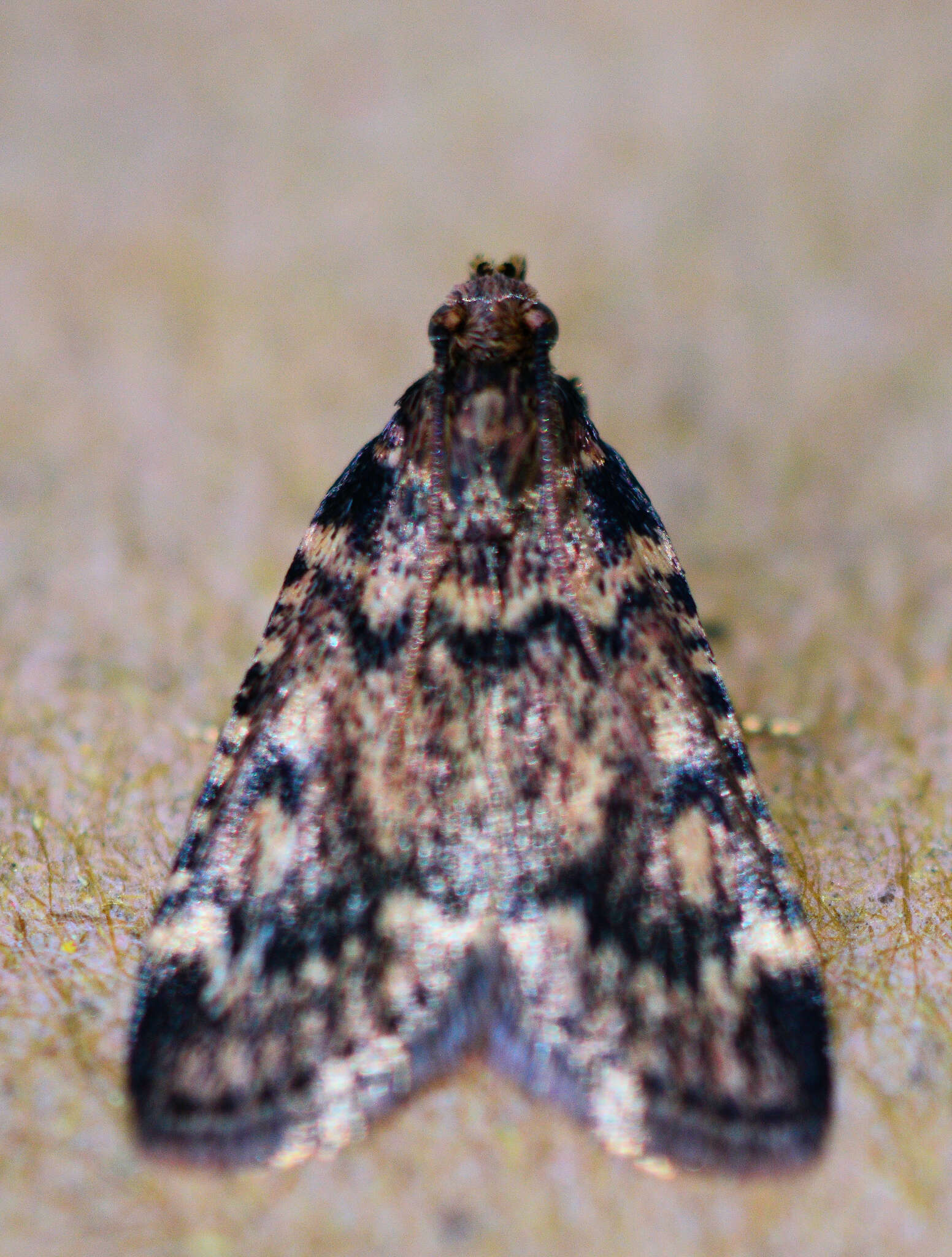 Image of Meal Moth