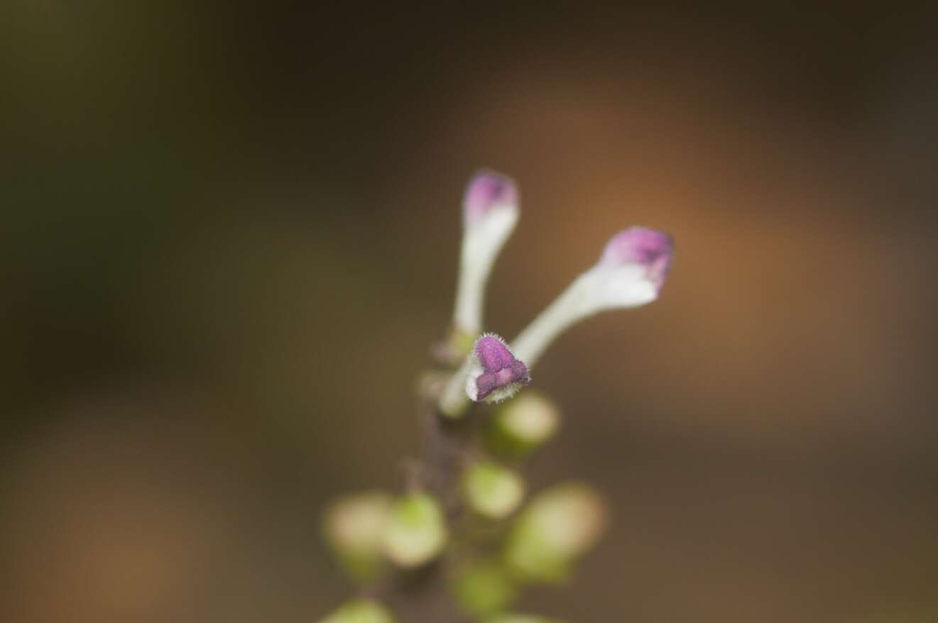 Image of Scutellaria leucantha Loes.