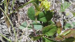 Image of Knowltonia vesicatoria (L. fil.) Sims