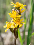 Image de Ligulaire de Sibérie