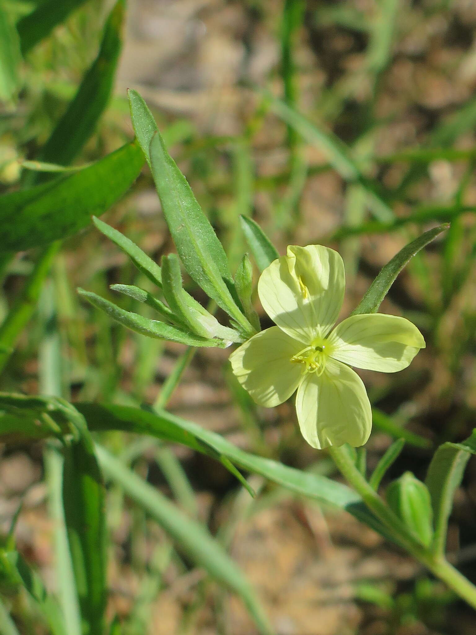 Oenothera spachiana Torr. & Gray resmi