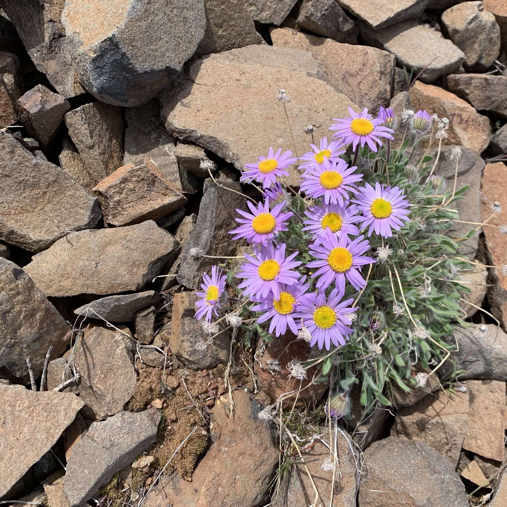 Imagem de Erigeron poliospermus A. Gray