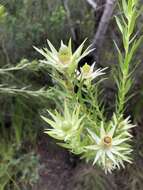 Image of Leucadendron uliginosum subsp. glabratum I. J. M Williams